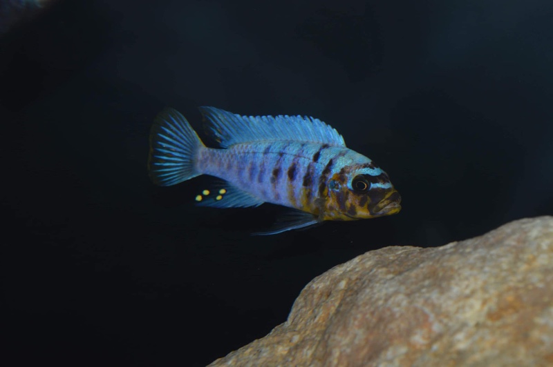 Maylandia fainzilberi 'Nkanda'